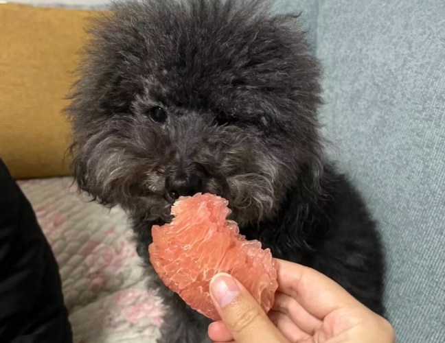 狗吃柚子潛在危險 狗吃柚子潛在危險