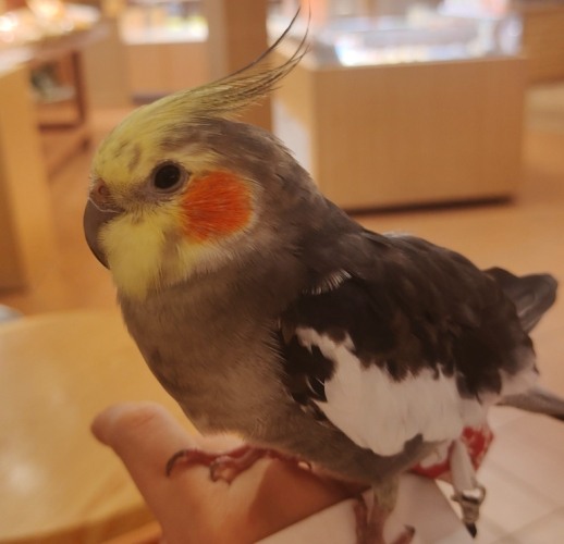 玄鳳鸚鵡特徵 玄鳳鸚鵡特徵