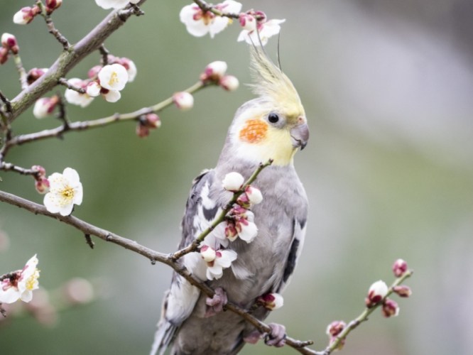 玄鳳鸚鵡壽命 玄鳳鸚鵡壽命
