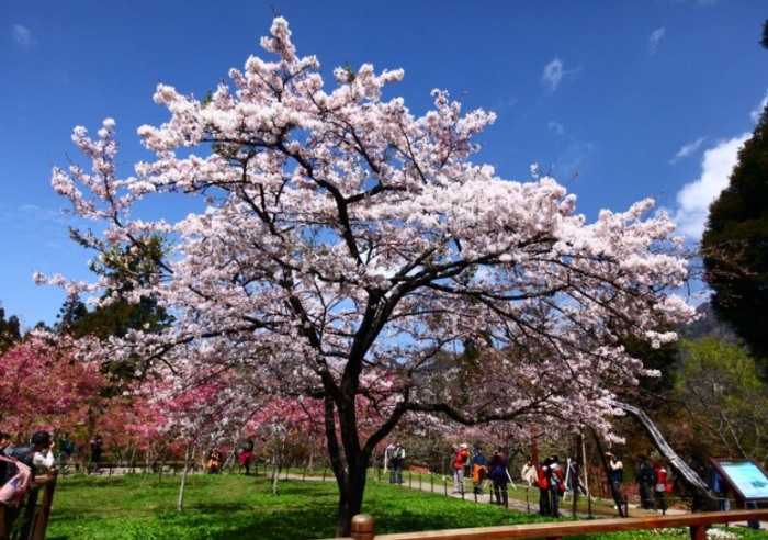 阿里山櫻花