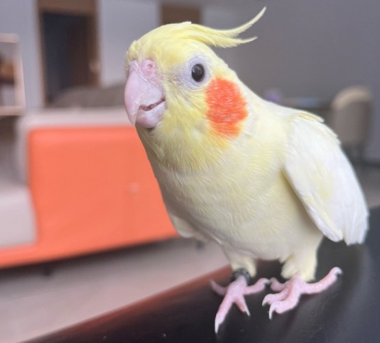 玄鳳鸚鵡種類