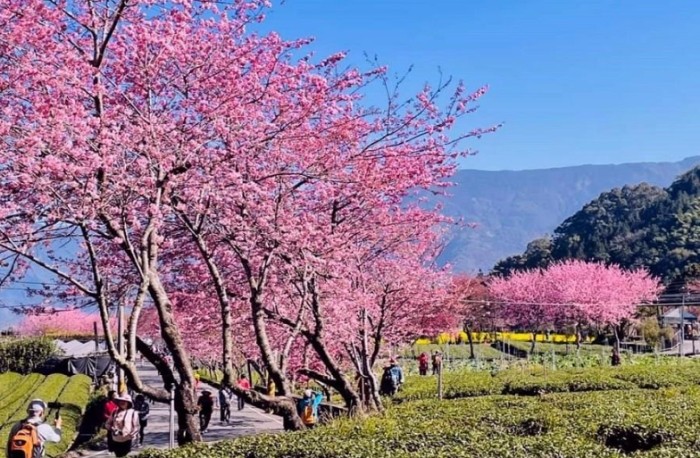 草坪頭櫻花季