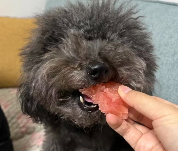 狗吃柚子餵食技巧