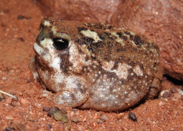 饅頭蛙