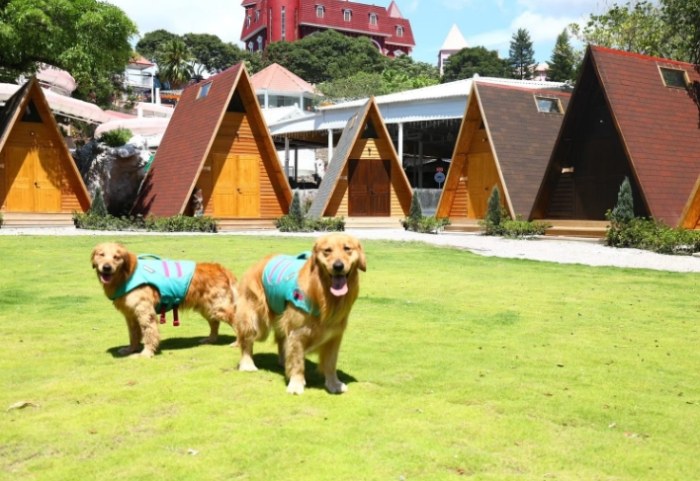 台中寵物住宿