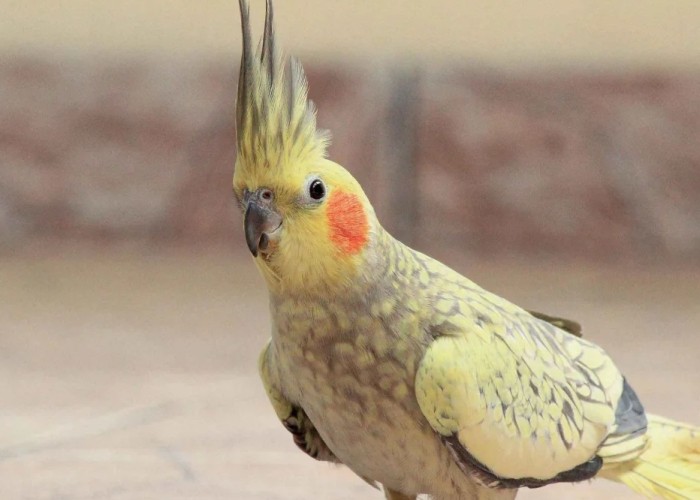 玄鳳鸚鵡繁殖 玄鳳鸚鵡繁殖