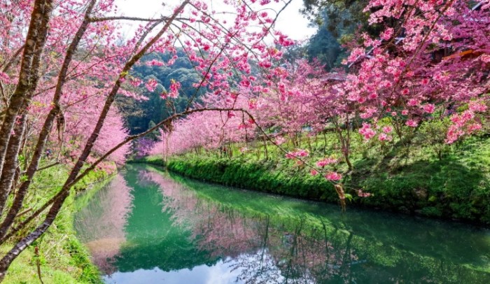 南投櫻花