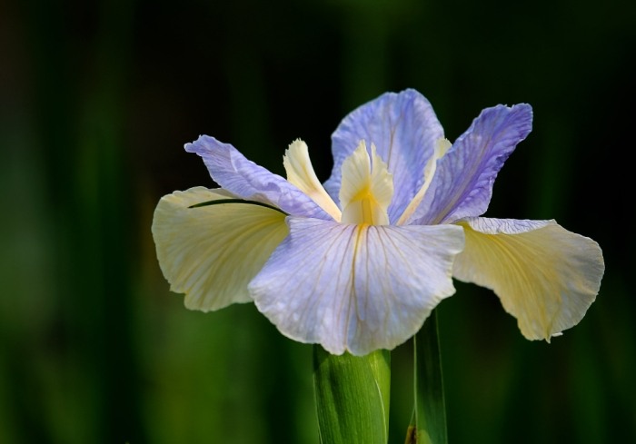 鳶尾花花語