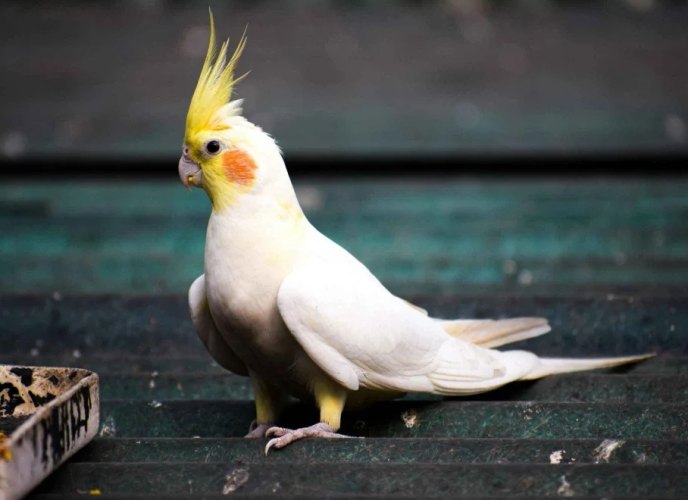 玄鳳鸚鵡缺點 玄鳳鸚鵡缺點