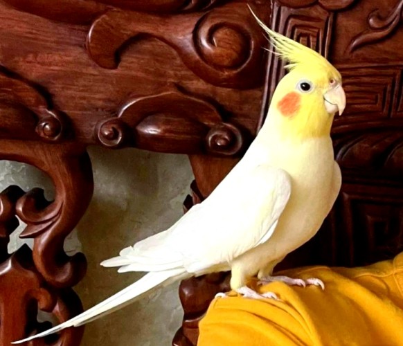 玄鳳鸚鵡價格 玄鳳鸚鵡價格