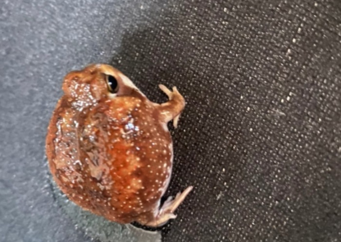 饅頭蛙價格
