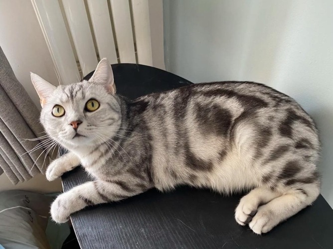 虎斑貓