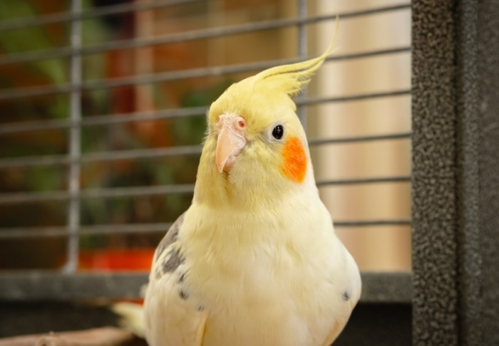 玄鳳鸚鵡特徵 玄鳳鸚鵡特徵