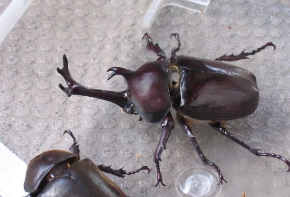 獨角仙外觀特徵 獨角仙外觀特徵