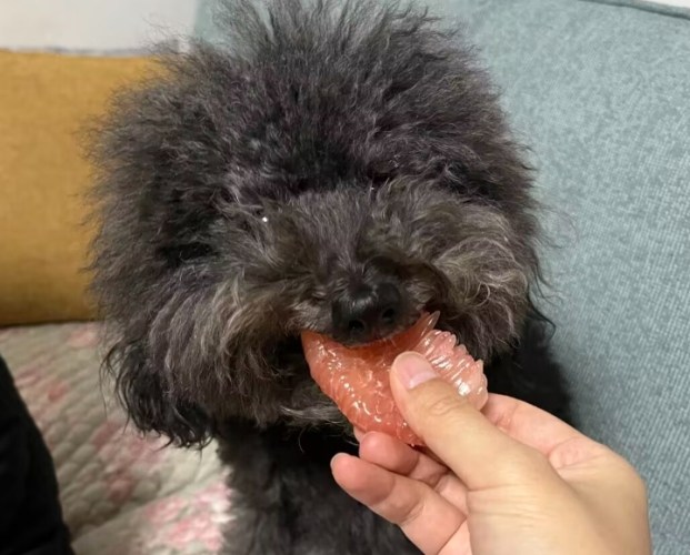 狗吃柚子注意事項 狗吃柚子注意事項