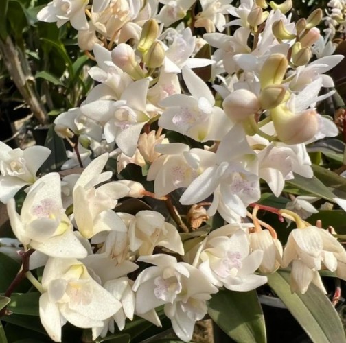 石斛蘭開花期