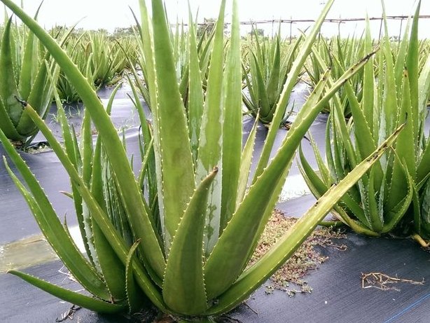 蘆薈種植養護 蘆薈種植養護