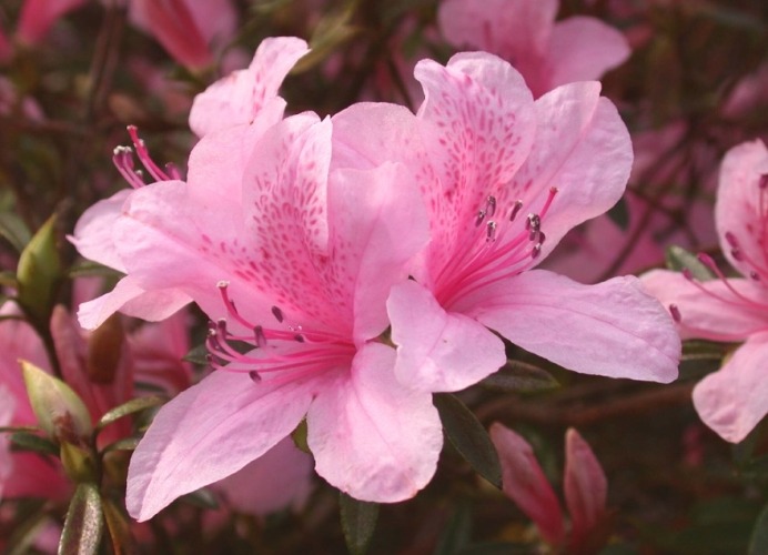 常見杜鵑花品種 常見杜鵑花品種
