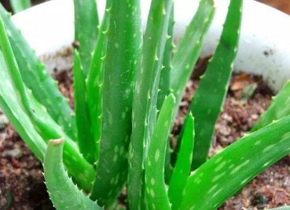 蘆薈種植好處 蘆薈種植好處