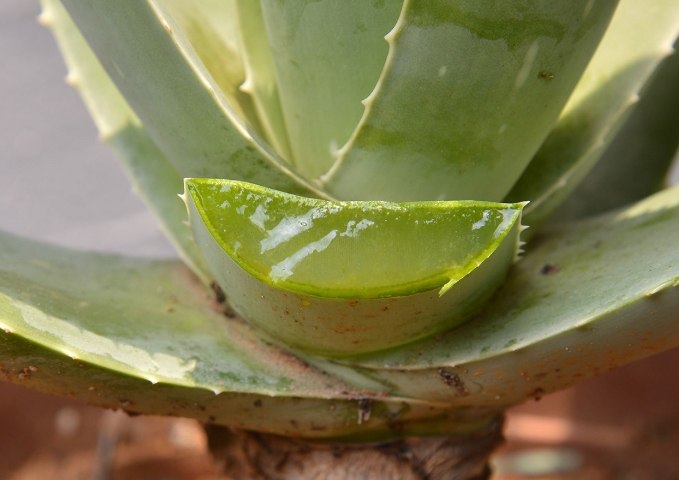 蘆薈種植好處