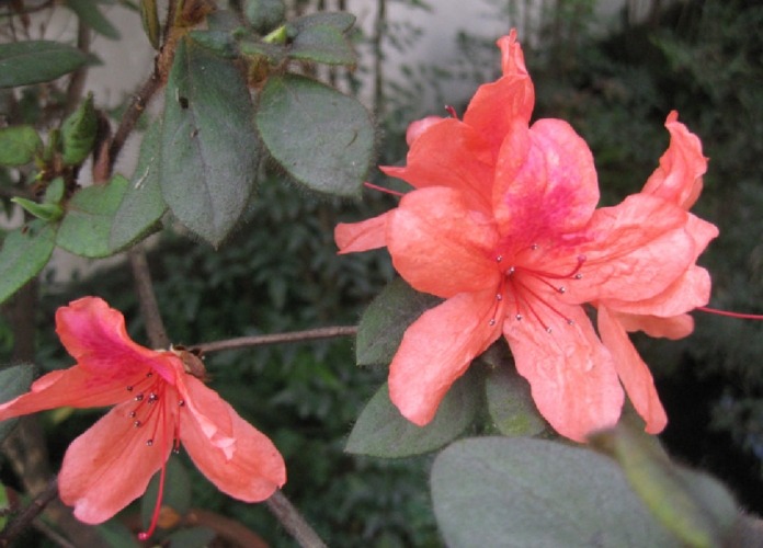 杜鵑花品種的色彩 杜鵑花品種的色彩