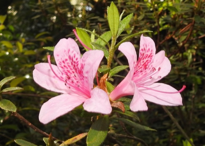 杜鵑花品種的色彩 杜鵑花品種的色彩