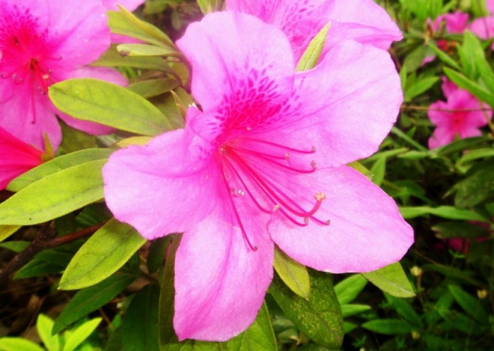 常見杜鵑花品種