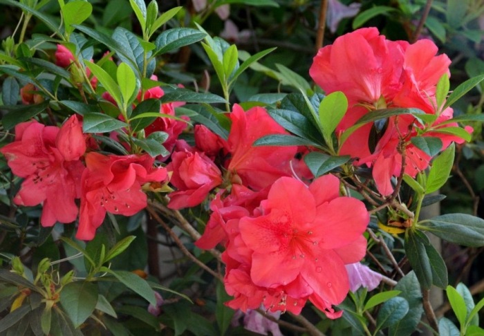 常見杜鵑花品種 常見杜鵑花品種