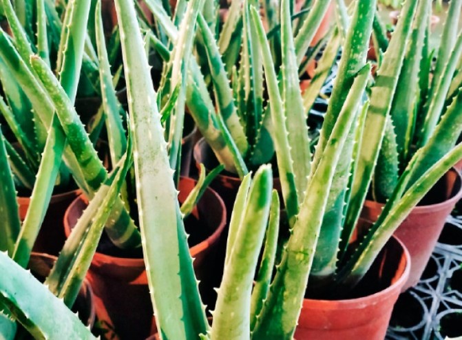 蘆薈種植方法 蘆薈種植方法