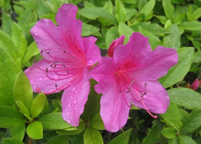 常見杜鵑花品種 常見杜鵑花品種