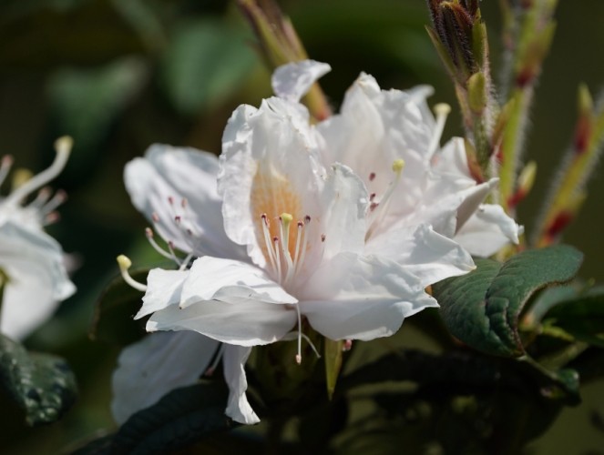 常見杜鵑花品種 常見杜鵑花品種