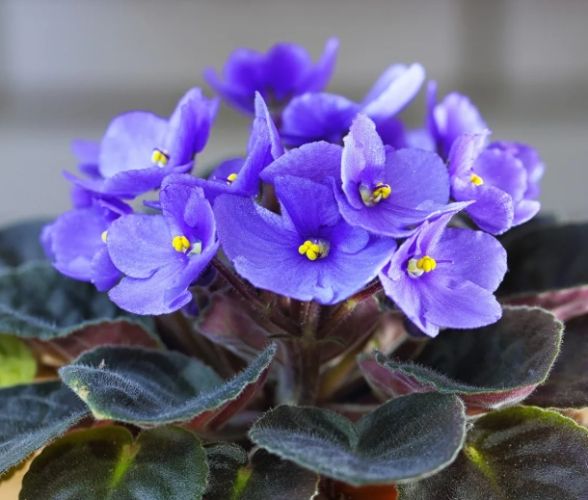 紫羅蘭花語